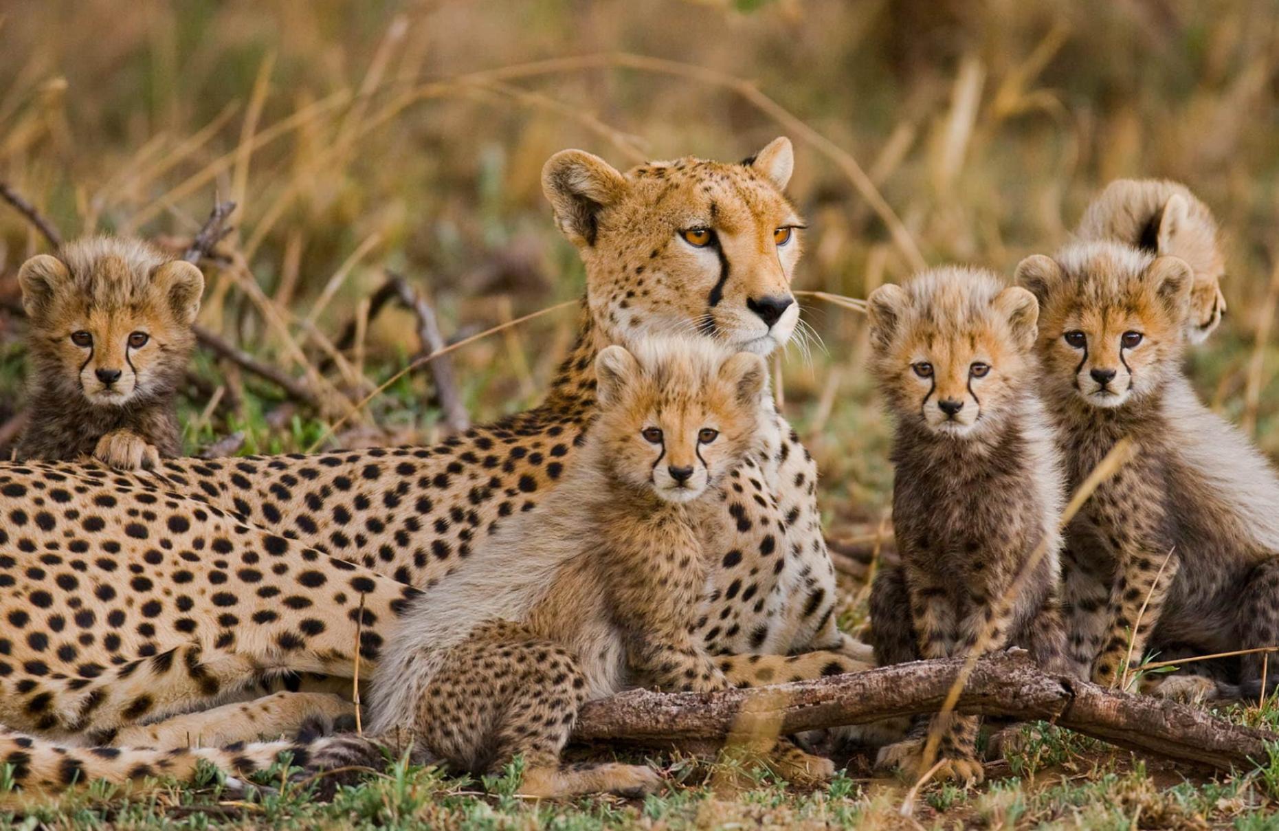 Family Safari & Shores
