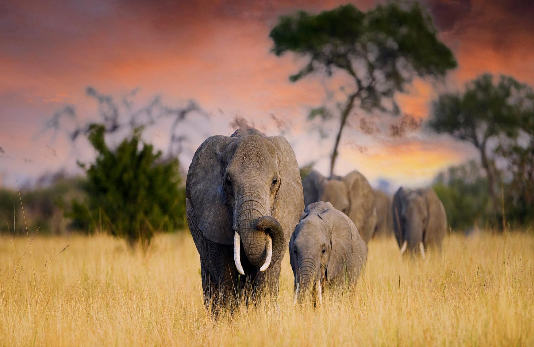 Giants of the Wild