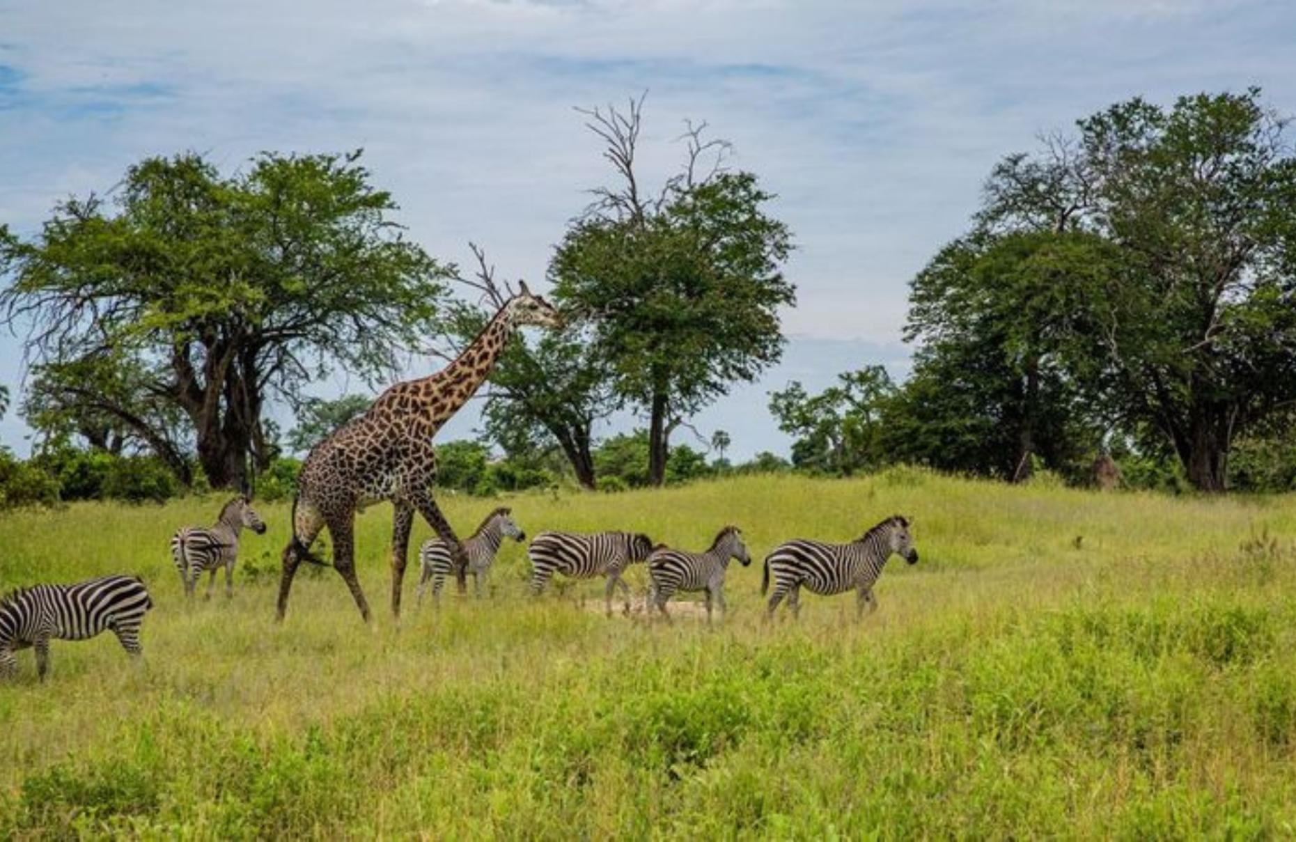 The Savannah in a Day