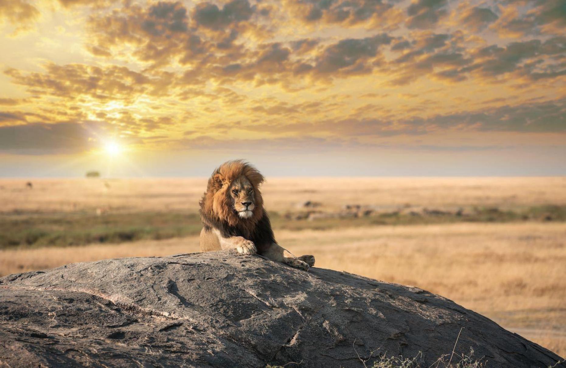 Serengeti Unbound