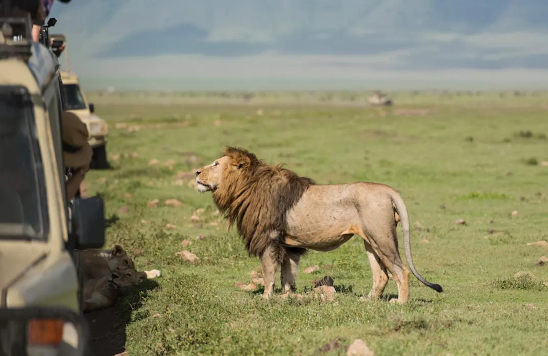 Kenya Savannah Escape