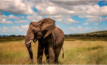 10 Days Tanzania Safari and Zanzibar Holiday