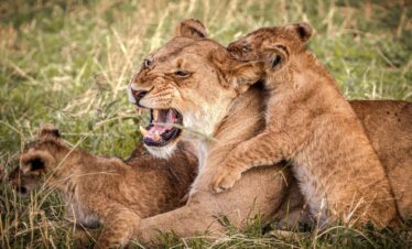 6 Days Luxury Safari