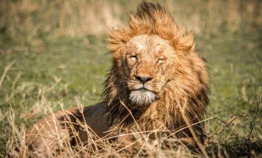 7 Days Wildlife Safari