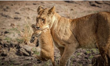 4 Days Tanzania Safari and Zanzibar Escape