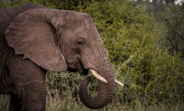 8 Days Serengeti National Park & Zanzibar Beach Holiday