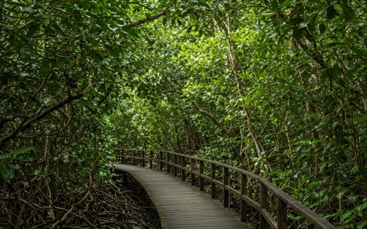 Mountains, Forests & Wildlife